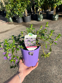 Fan Flower 'Fairy Blue' (Scaevola aemula) - Ladybird Nursery