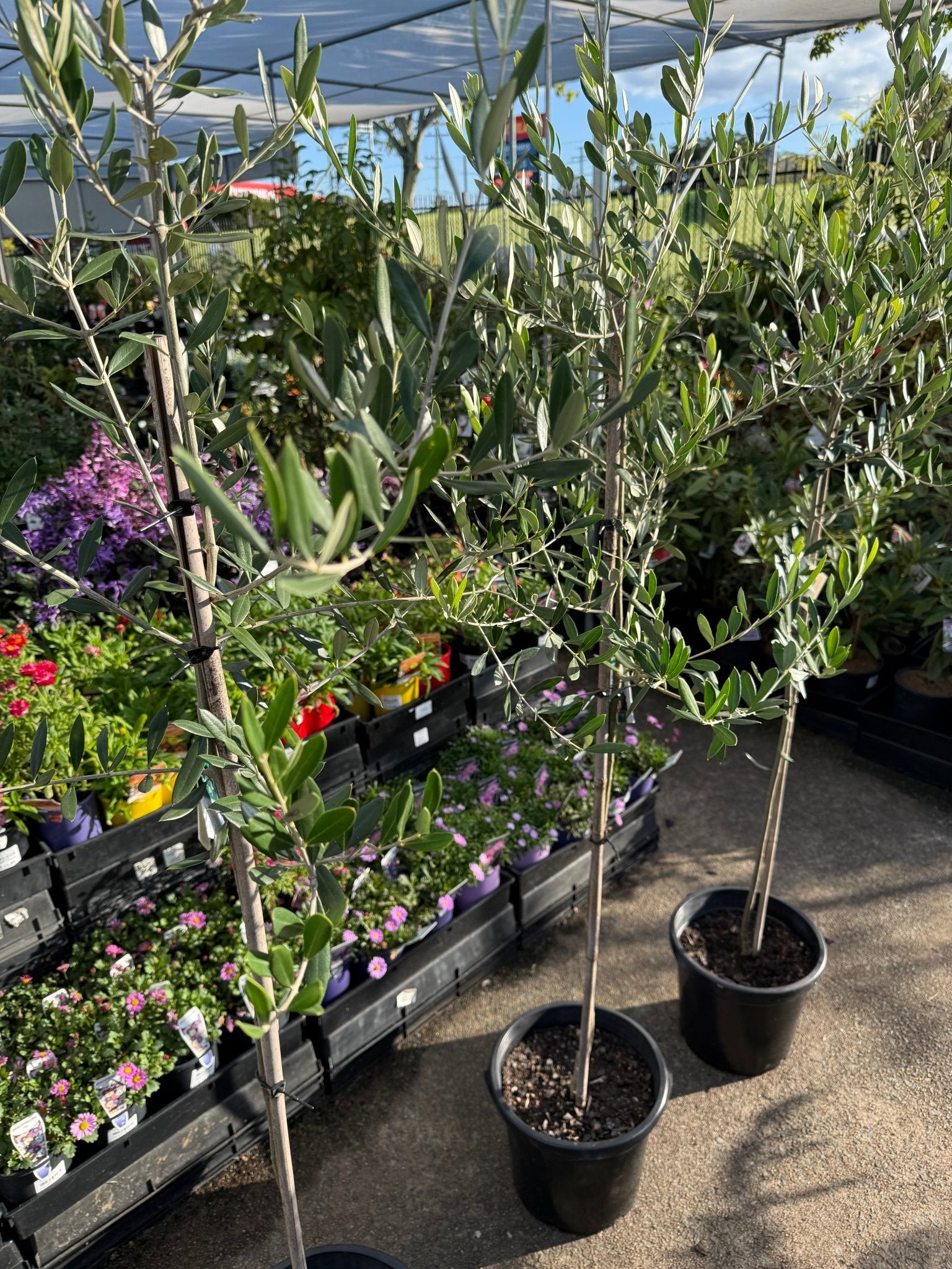 Olive 'Saint Helena' - Advanced (PICK UP ONLY) - Ladybird Nursery