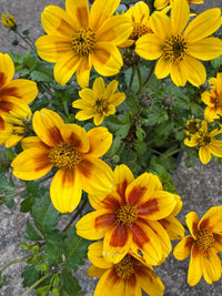 Bidens ferulifolia 'Blazing Star' - Ladybird Nursery