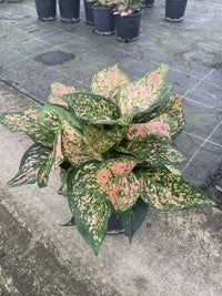 Aglaonema ‘Wishes’ - Ladybird Nursery
