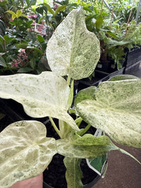 Variegated Elephant Ear ‘Marble White’ (Alocasia cucullata) - Ladybird Nursery