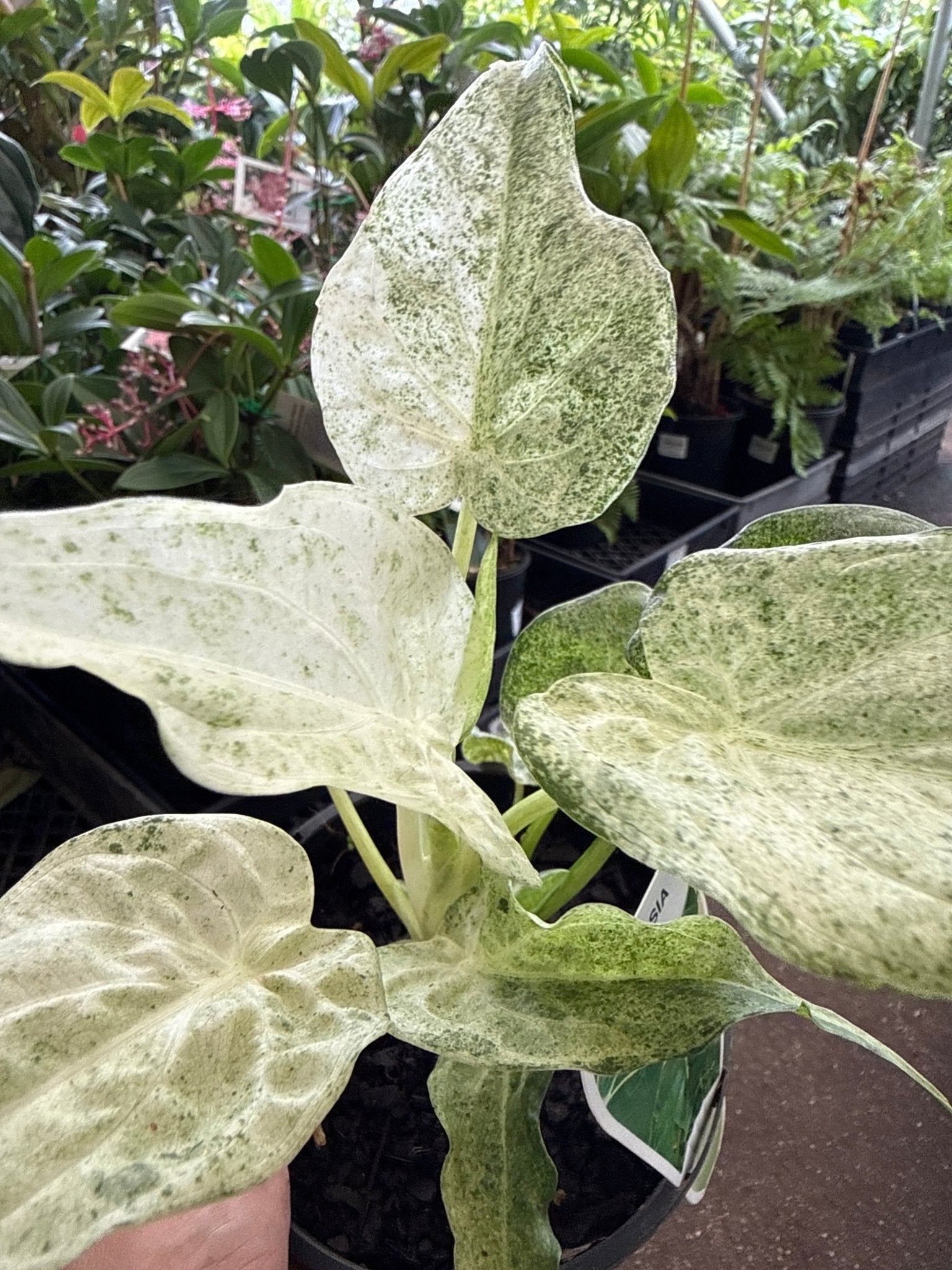 Variegated Elephant Ear ‘Marble White’ (Alocasia cucullata) - Ladybird Nursery