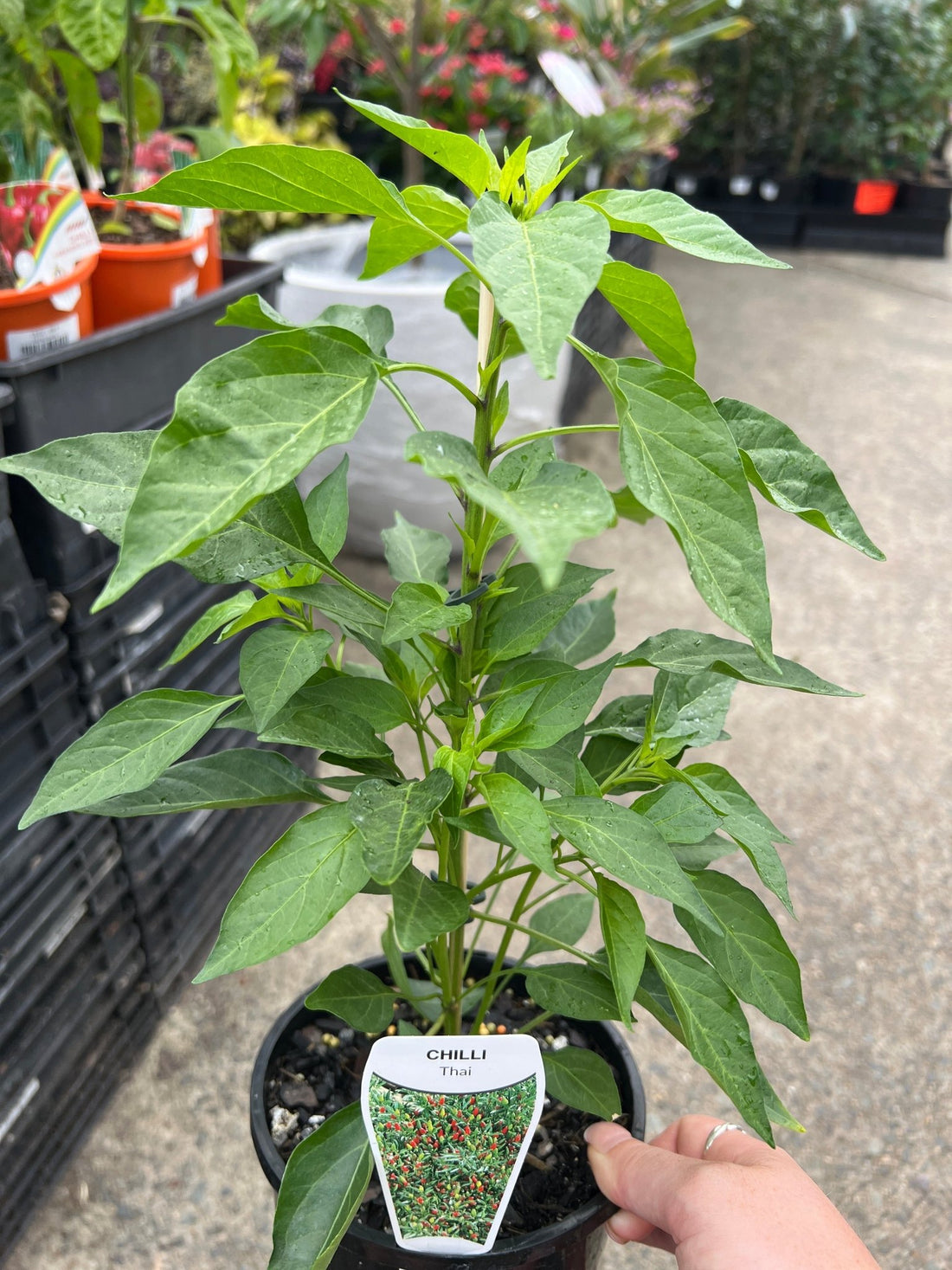 Chilli 'Red Thai' - Ladybird Nursery