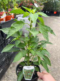 Chilli 'Red Thai' - Ladybird Nursery