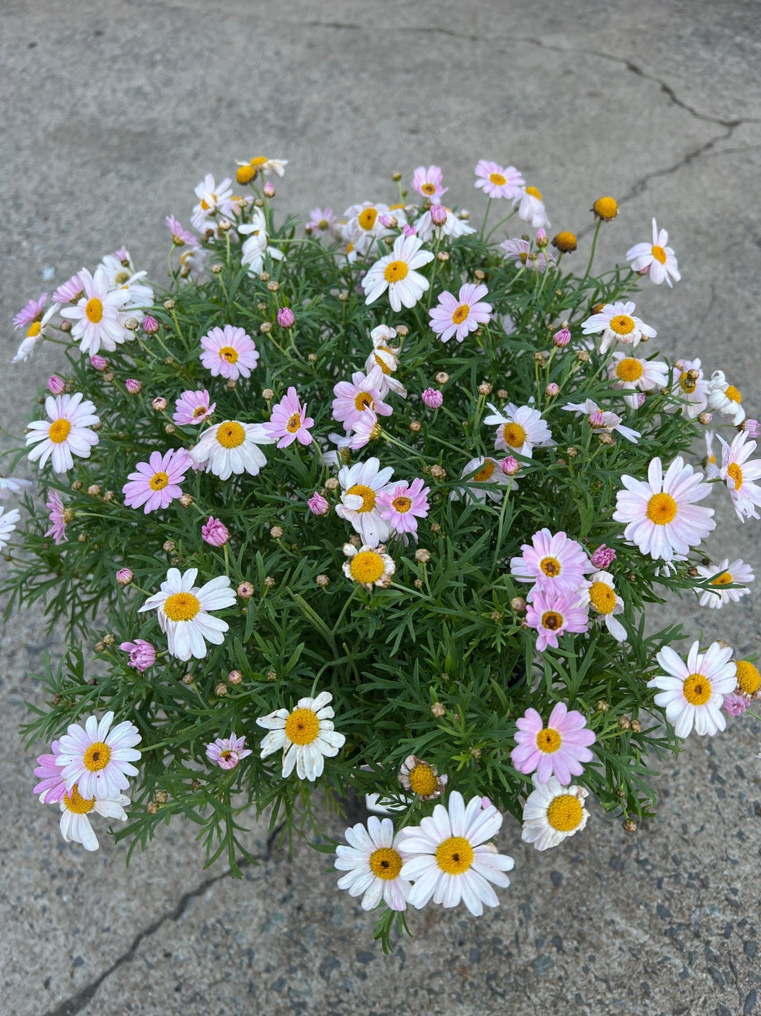 Daisy 'Summit Pink' (Argyranthemum) - Ladybird Nursery