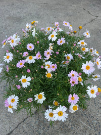 Daisy 'Summit Pink' (Argyranthemum) - Ladybird Nursery