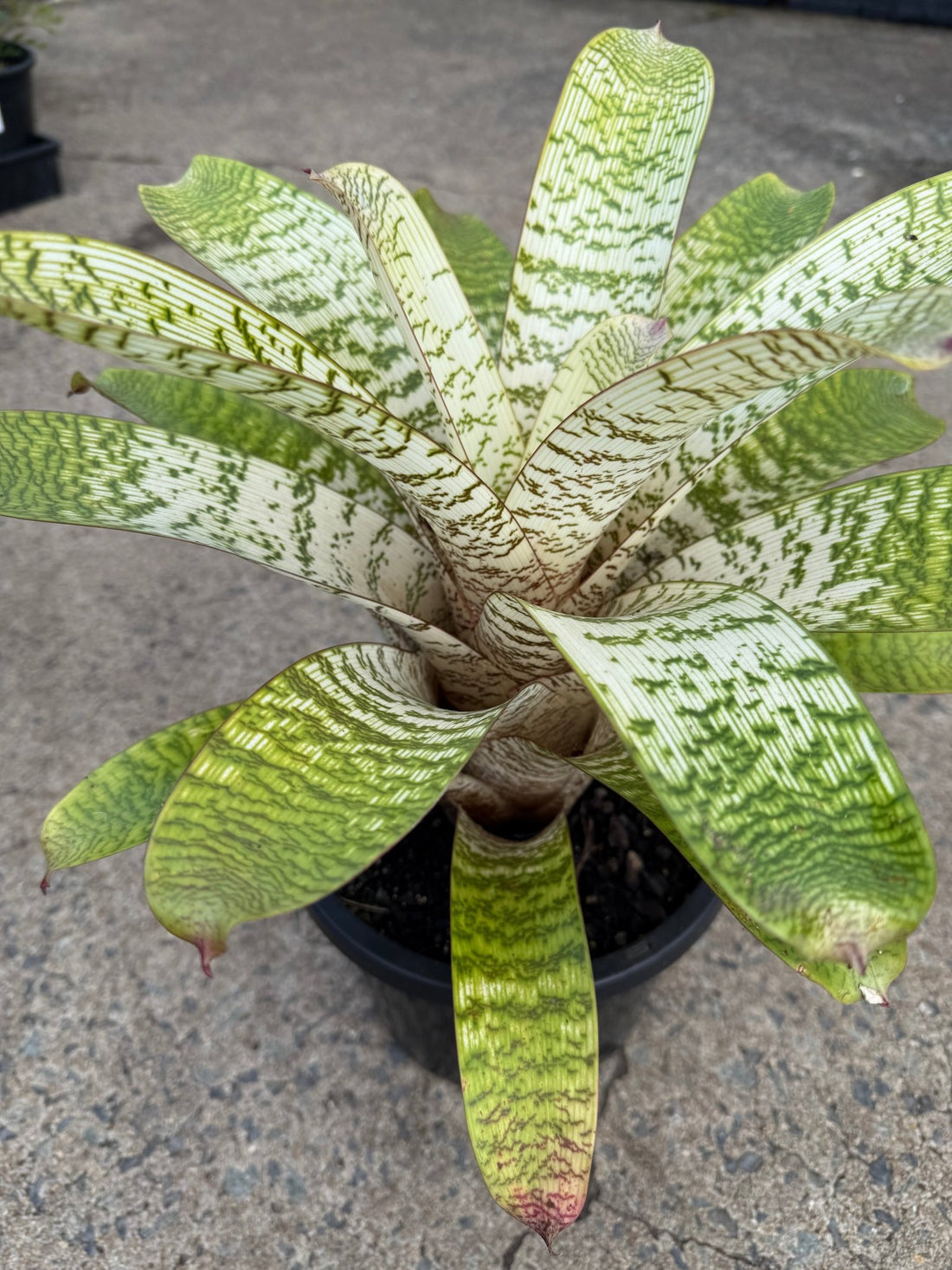 Bromeliad Vriesea (Assorted) - Large - Ladybird Nursery