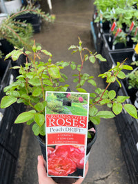 Rose 'DRIFT® Peach' - Ladybird Nursery