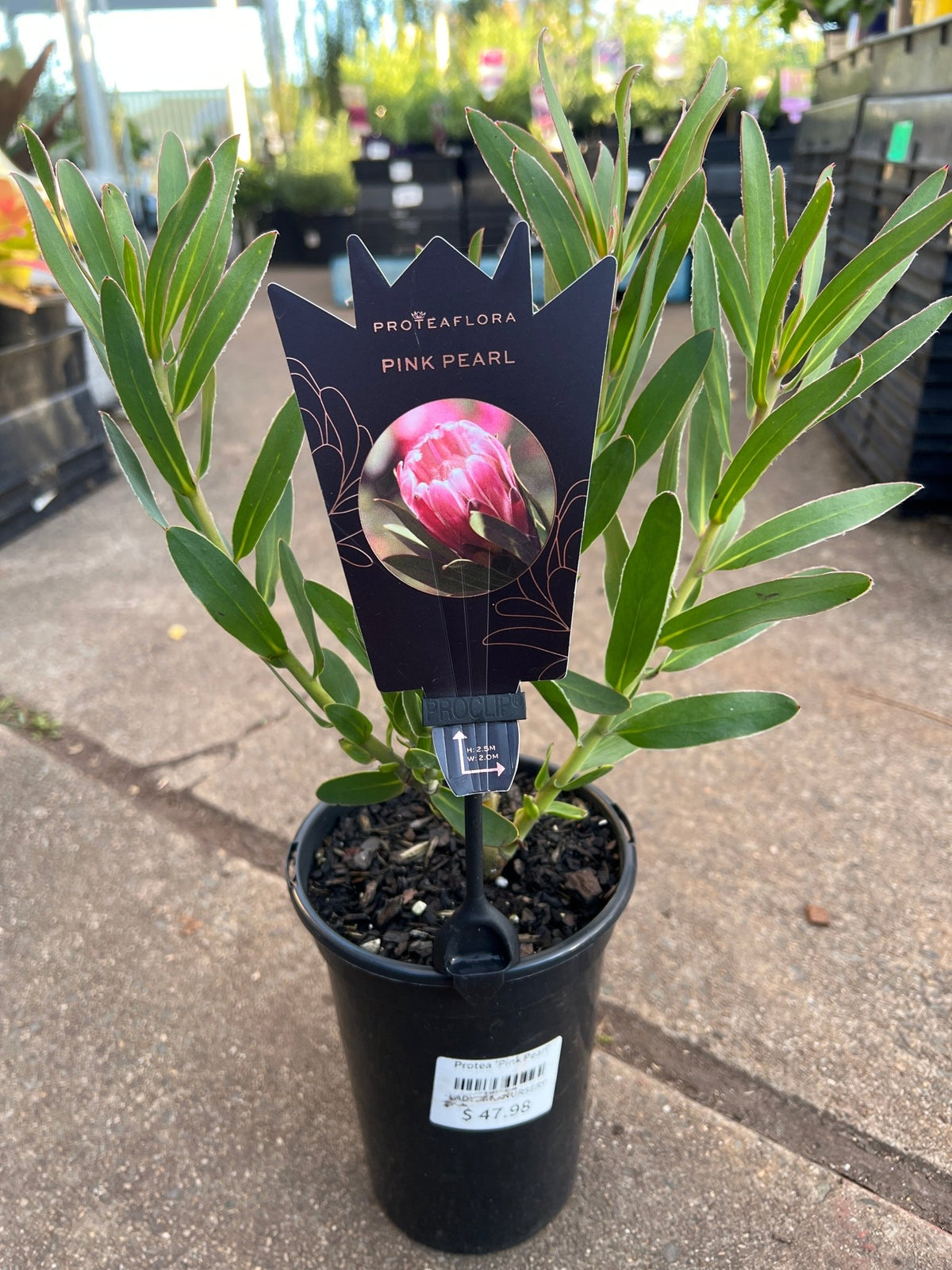 Protea 'Pink Pearl' - Ladybird Nursery