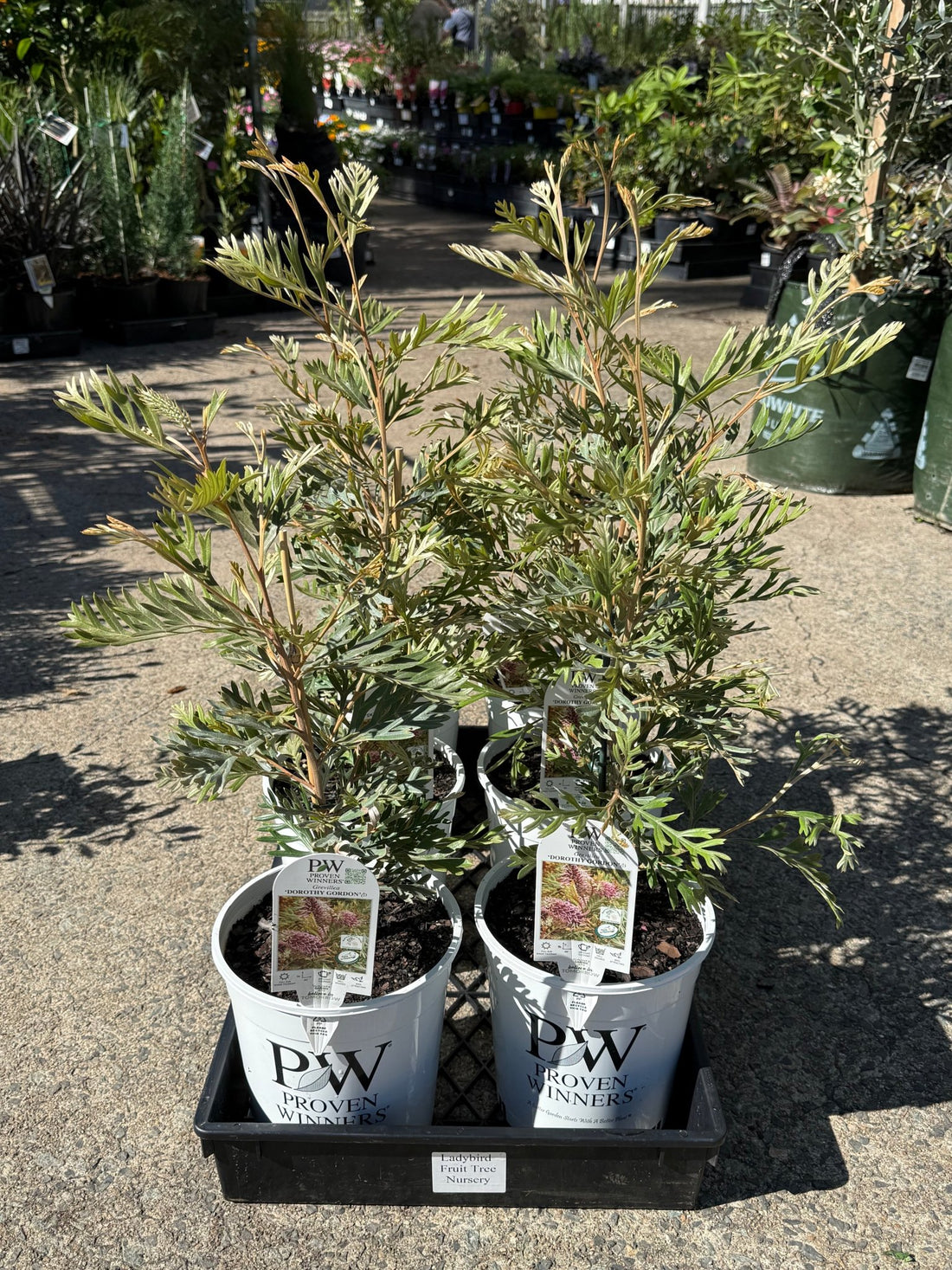 Grevillea 'Dorothy Gordon' - Ladybird Nursery
