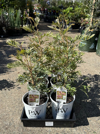 Grevillea 'Dorothy Gordon' - Ladybird Nursery