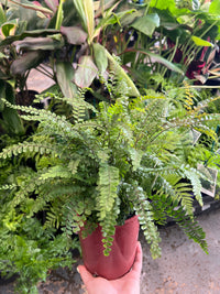 Rough Maidenhair Rosy (Adiantum hispidulum)