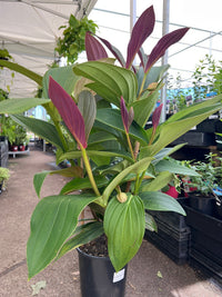 Medinilla 'Bicolour' (Medinilla bicolor Merr) - Ladybird Nursery