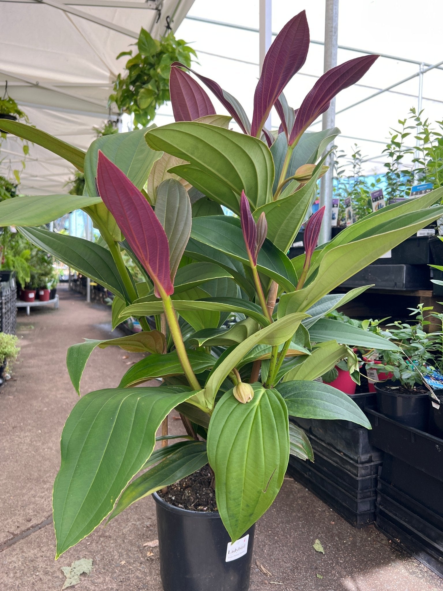 Medinilla 'Bicolour' (Medinilla bicolor Merr) - Ladybird Nursery