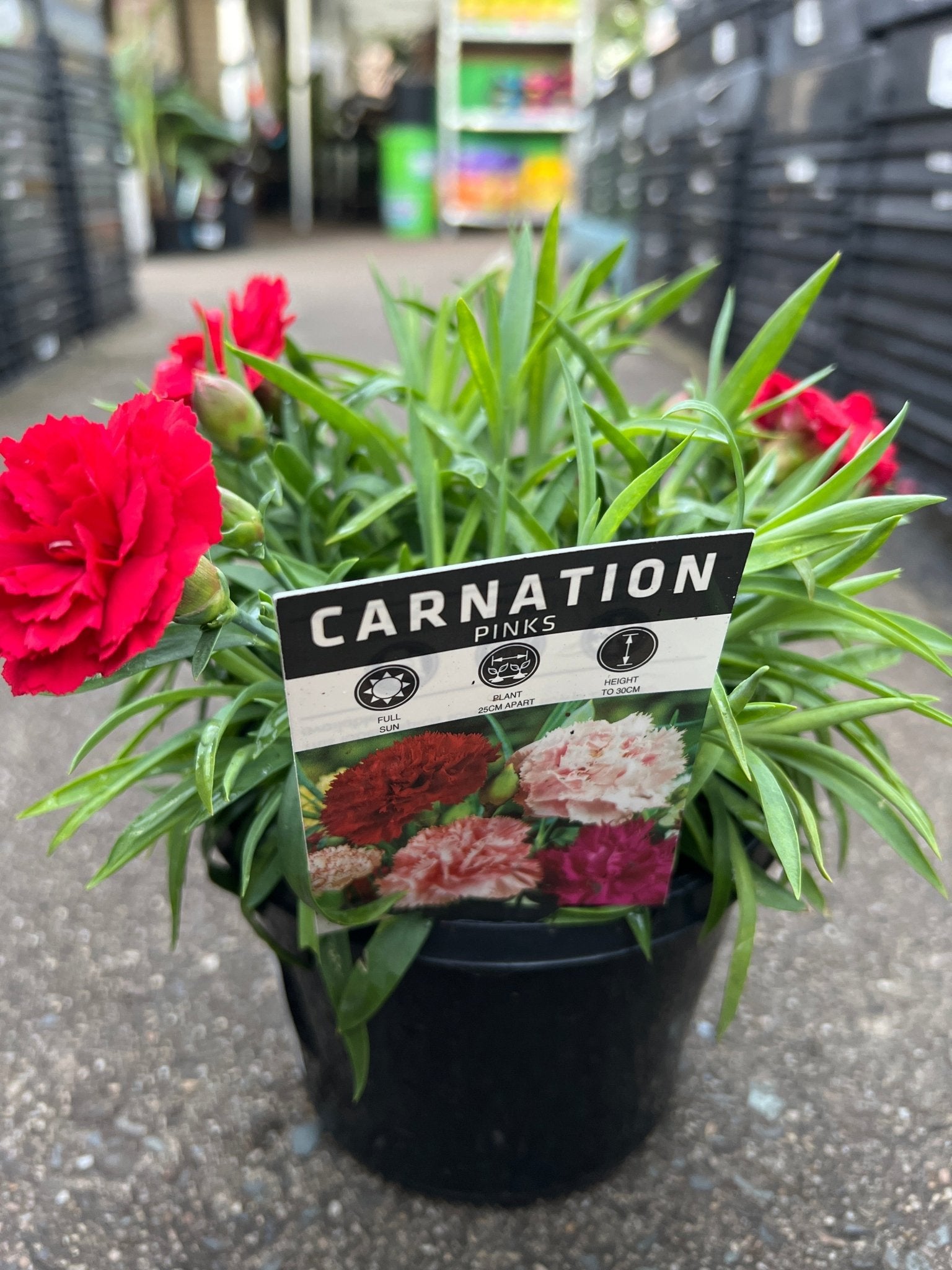 Dwarf Carnation 'Red' - Ladybird Nursery