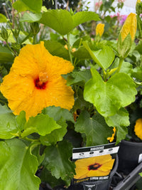 Hibiscus ‘Fantasy Lemon Delight’ (Hibiscus rosa - sinensis) - Ladybird Nursery