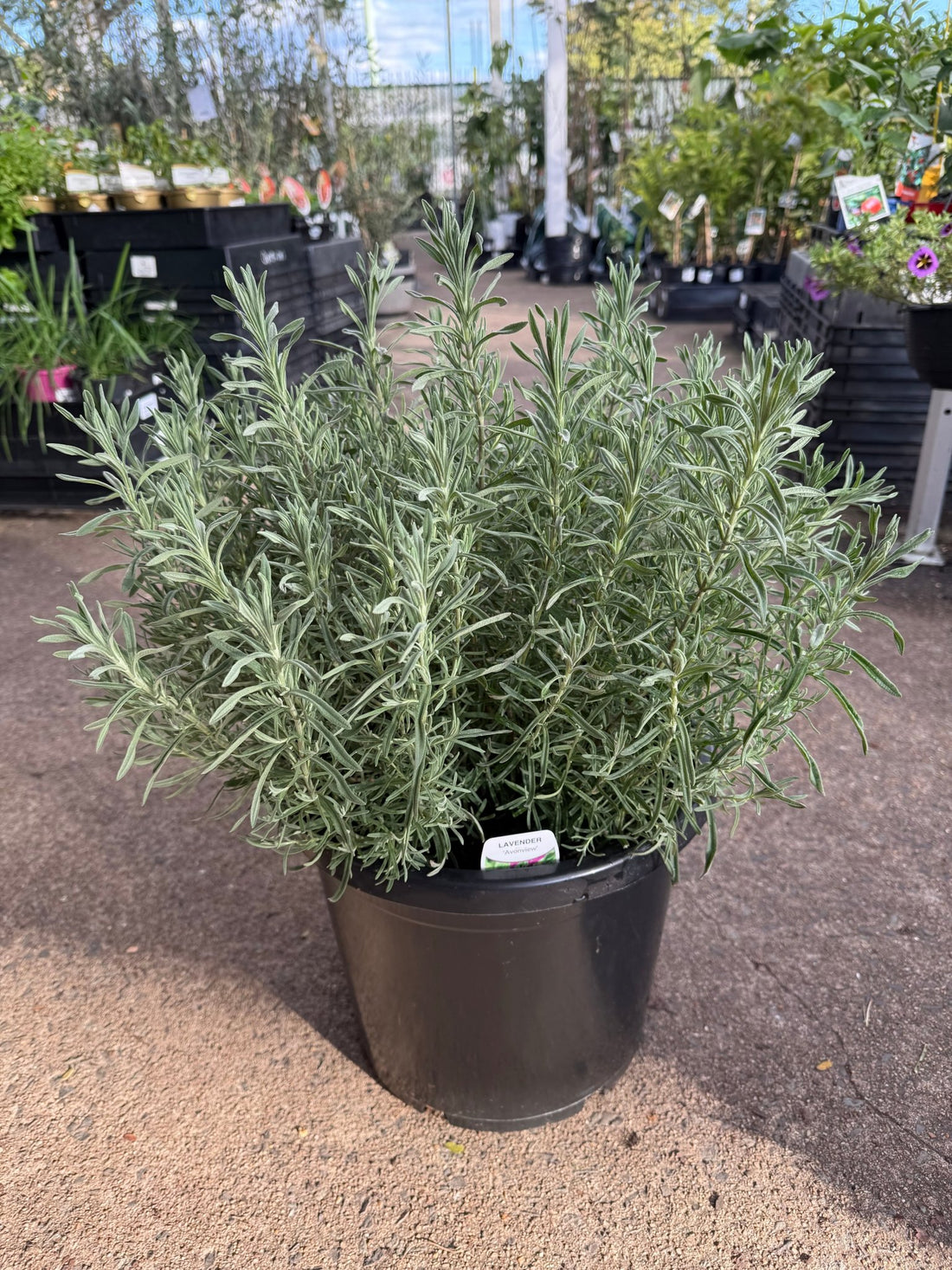 Lavender 'Avonview' (Lavandula stoechas) - Extra Large (PICKUP ONLY) - Ladybird Nursery