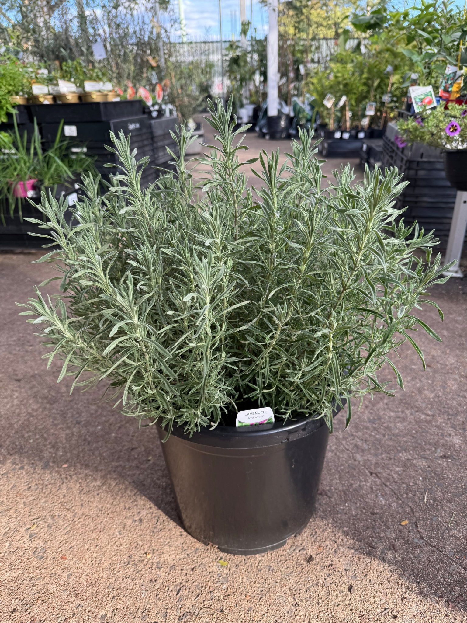 Lavender 'Avonview' (Lavandula stoechas) - Extra Large (PICKUP ONLY) - Ladybird Nursery