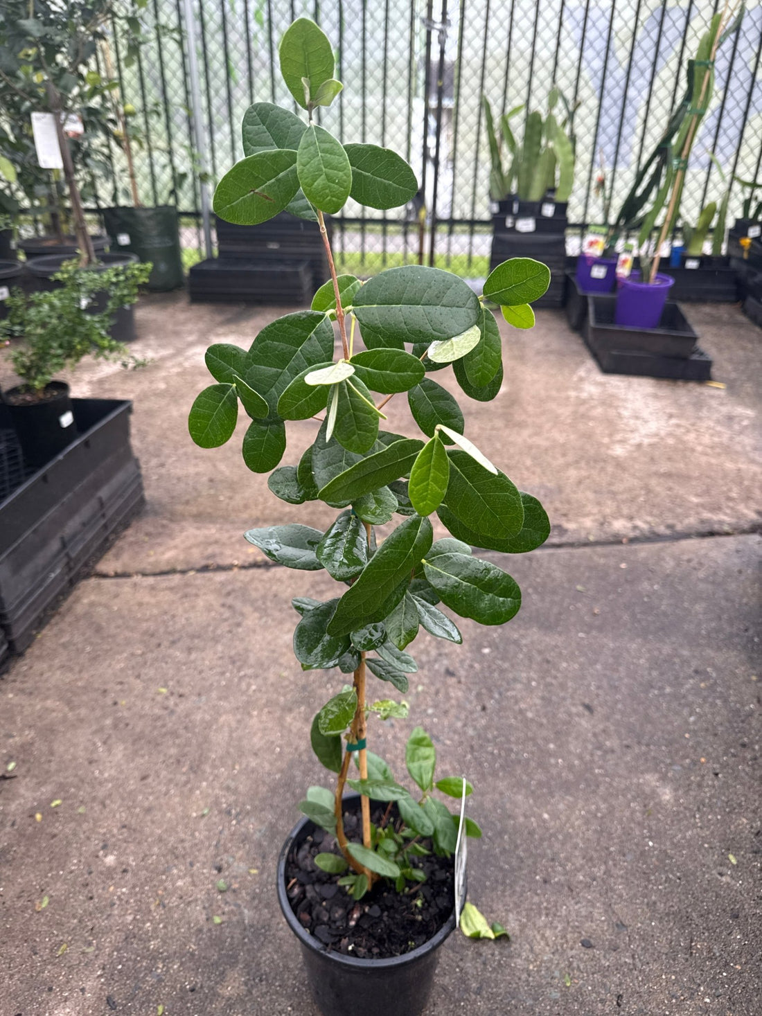 Pineapple Guava (Feijoa sellowiana) - Large - Ladybird Nursery