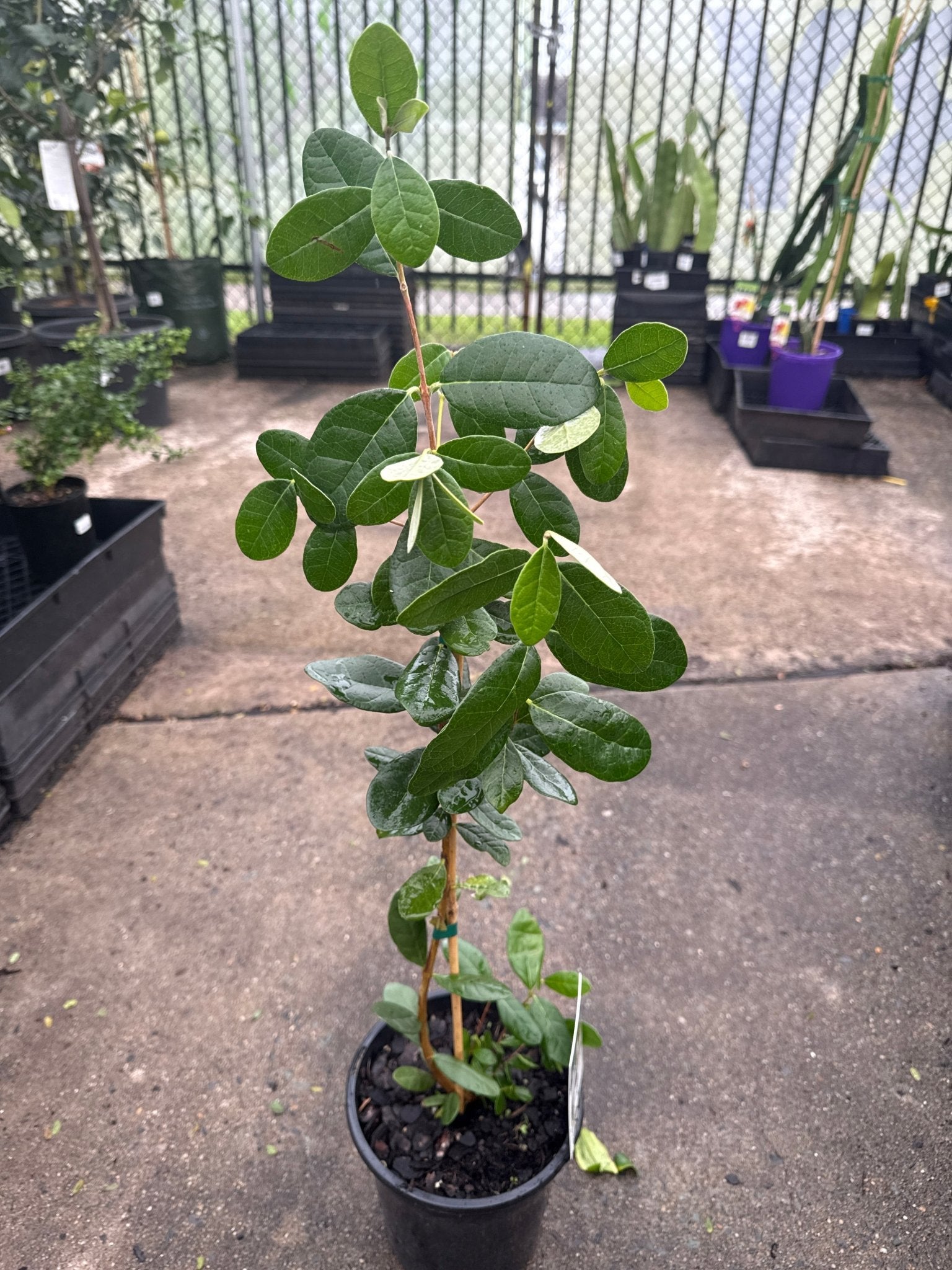 Pineapple Guava (Feijoa sellowiana) - Large - Ladybird Nursery