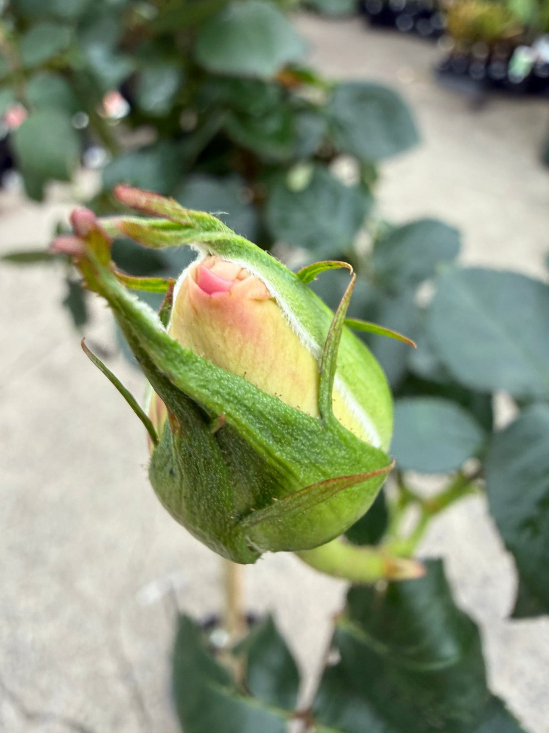 Rose 'Princess De Monaco' - 3ft Standard (PICKUP ONLY) - Ladybird Nursery