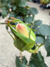 Rose 'Princess De Monaco' - 3ft Standard (PICKUP ONLY) - Ladybird Nursery