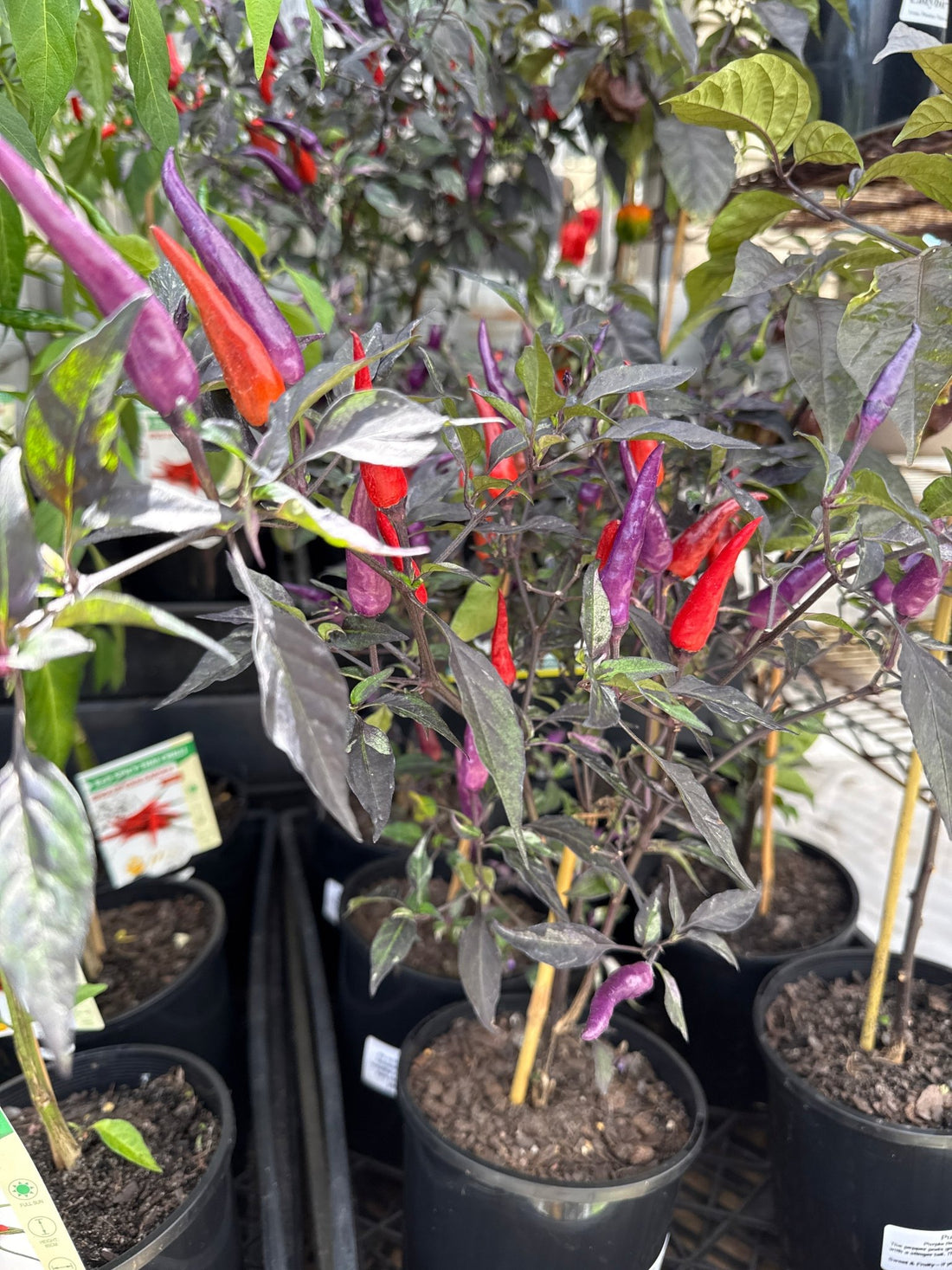 Chilli 'Purple Thai' - Ladybird Nursery