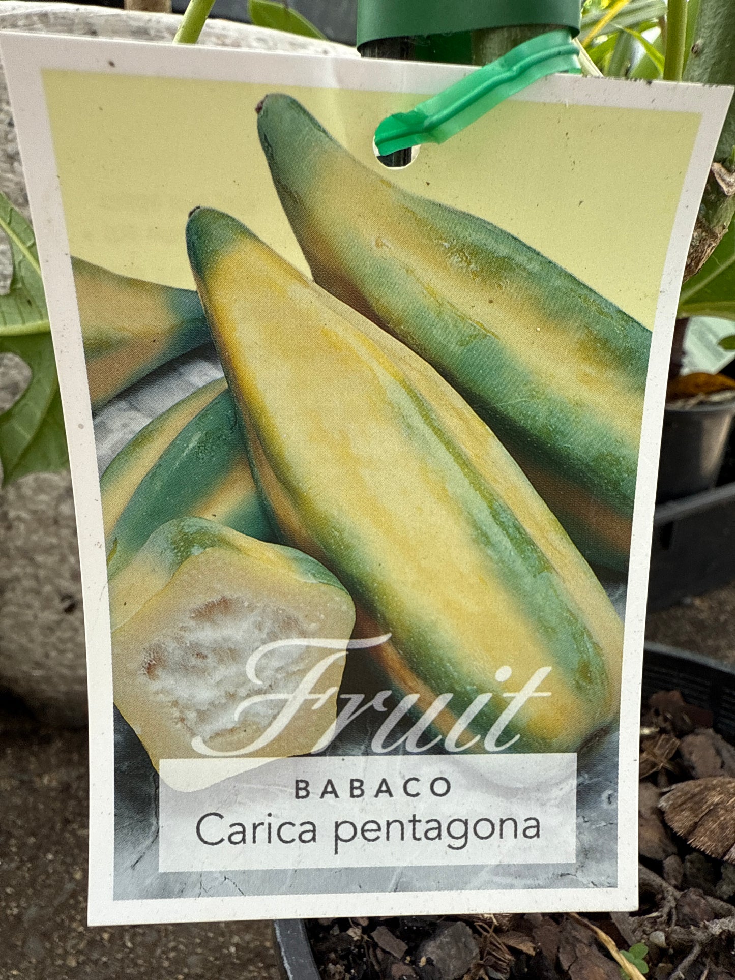 Babaco Champagne Fruit