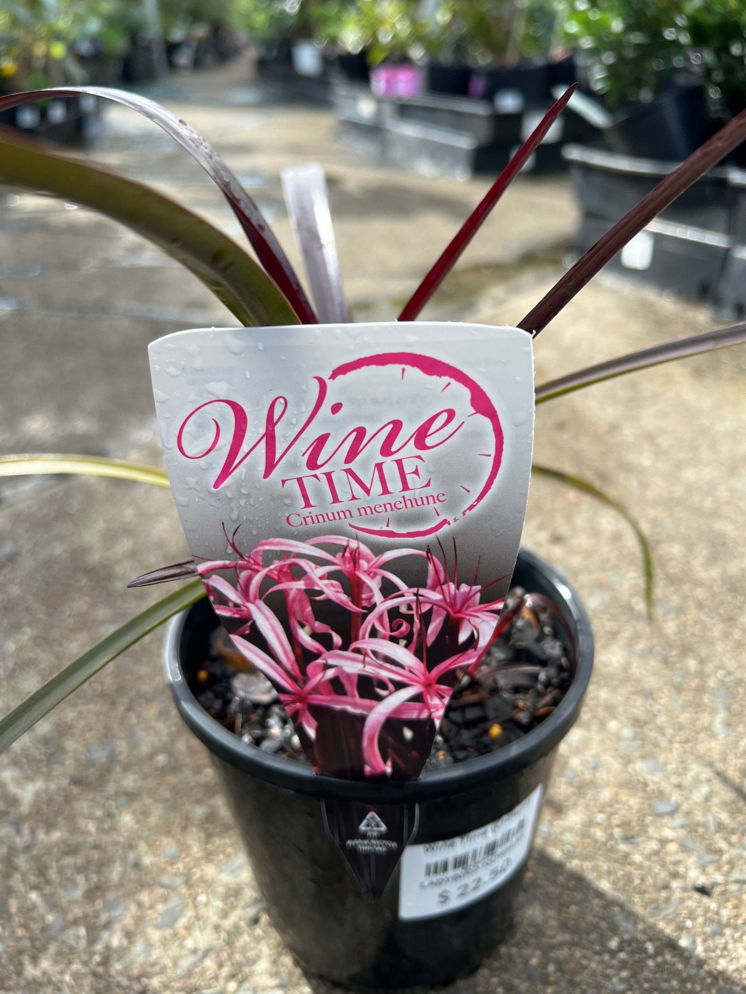 Wine Time (Crinum) - Ladybird Nursery