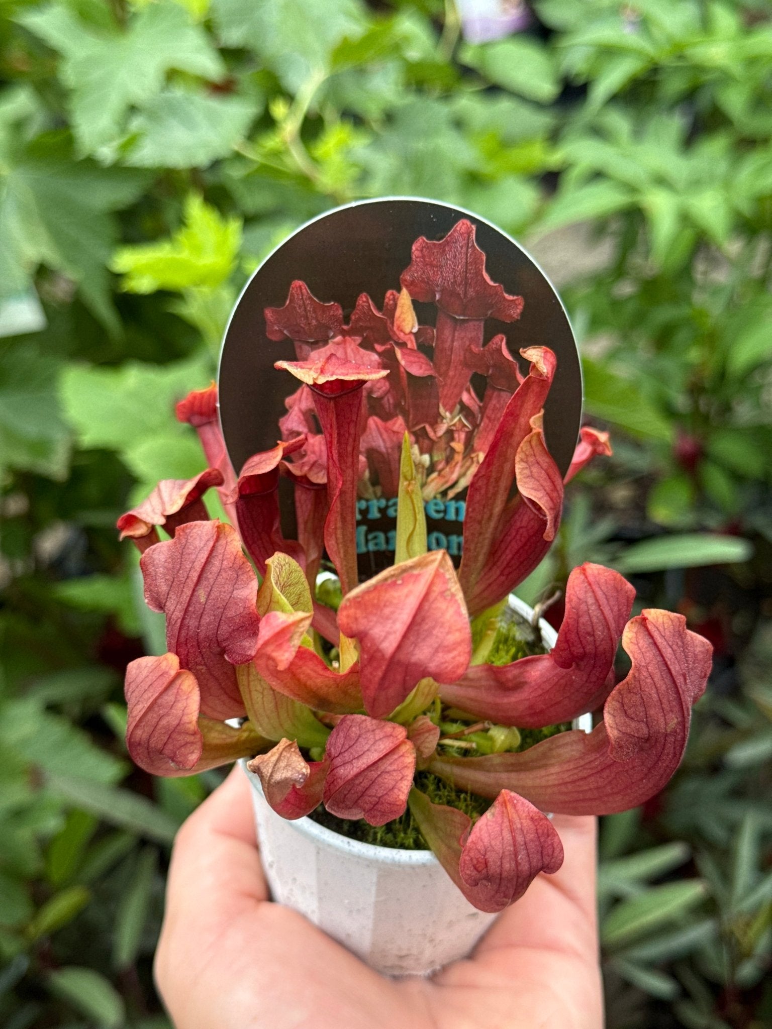 Pitcher Plant ‘Maroon’ (Sarracenia) - Ladybird Nursery