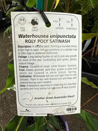 Weeping Lilly Pilly 'Roly Poly Satinash' (Waterhousia unipunctata) - Ladybird Nursery