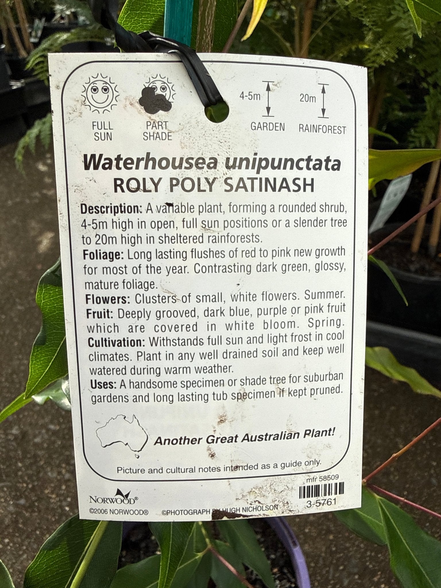 Weeping Lilly Pilly 'Roly Poly Satinash' (Waterhousia unipunctata) - Ladybird Nursery