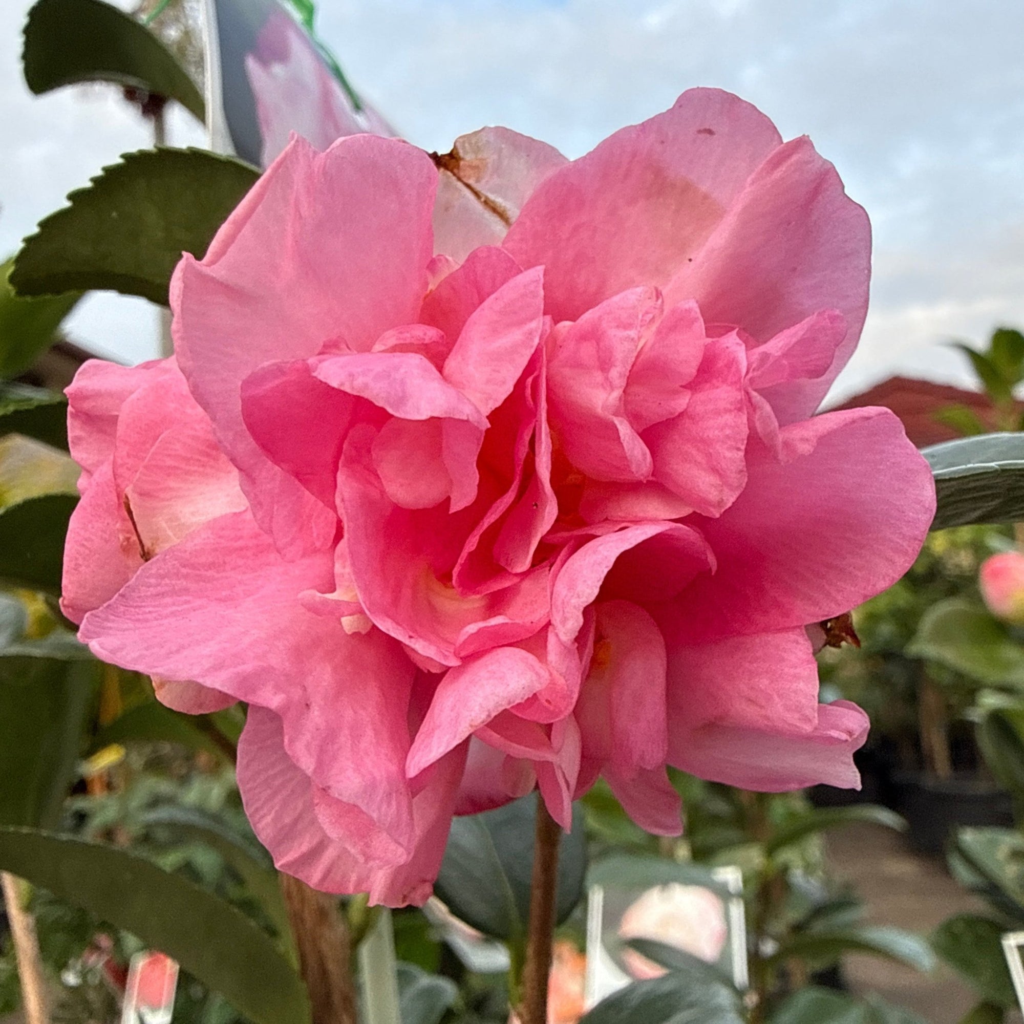 Camellia 'Jennifer Susan' - Ladybird Nursery