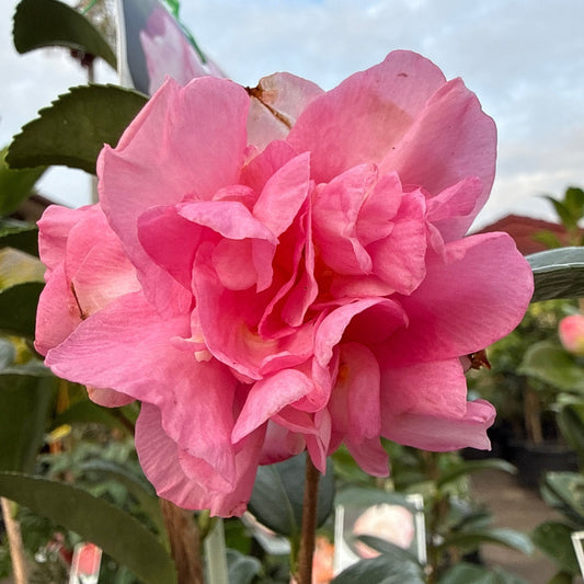 Camellia 'Jennifer Susan' - Ladybird Nursery