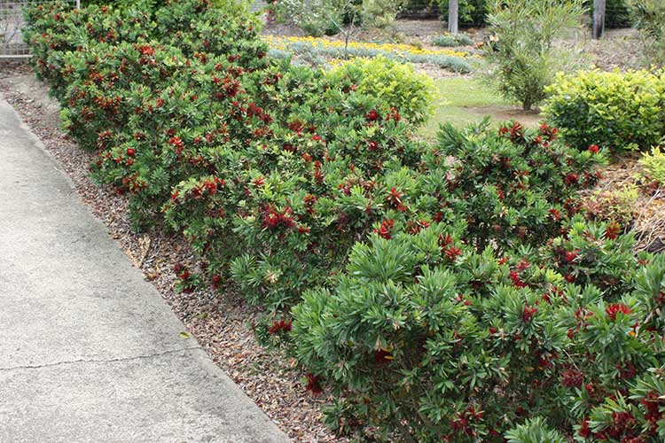 Dwarf Callistemon ‘Better John™’ - Ladybird Nursery