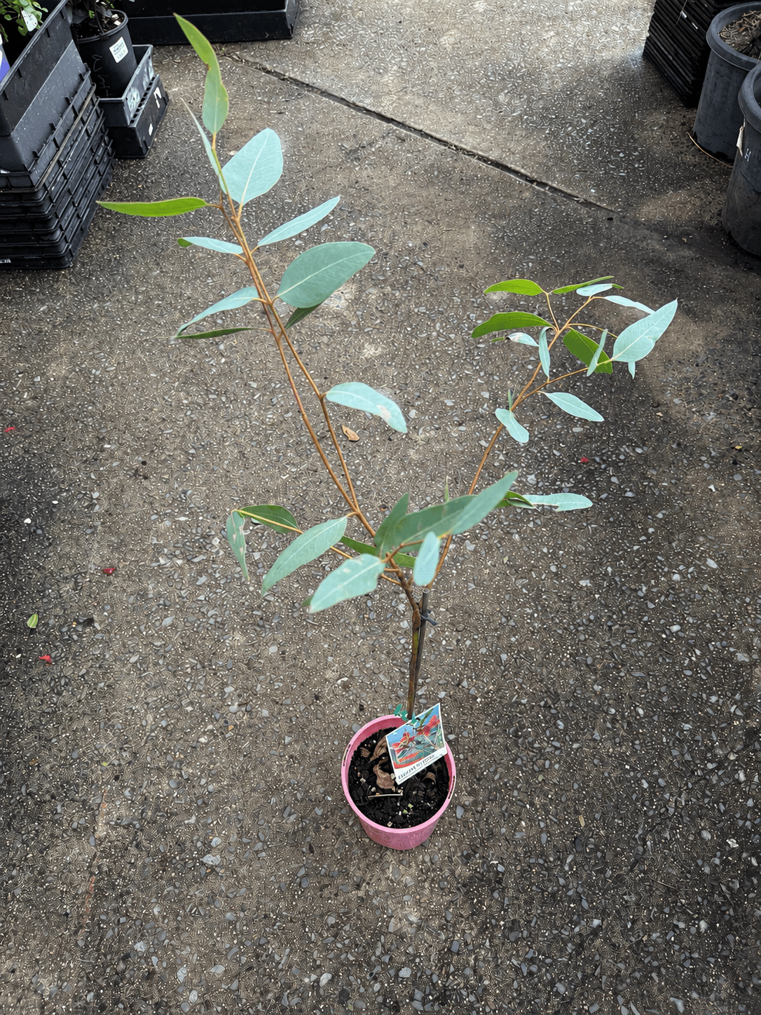 Eucalyptus ‘Large Fruited Whitewood’ (Leucoxylon var. macrocarpa 'Rosea') - Ladybird Nursery