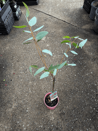 Eucalyptus ‘Large Fruited Whitewood’ (Leucoxylon var. macrocarpa 'Rosea') - Ladybird Nursery