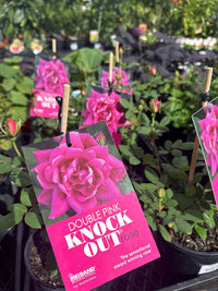 Rose Double Pink Knockout® - Ladybird Nursery
