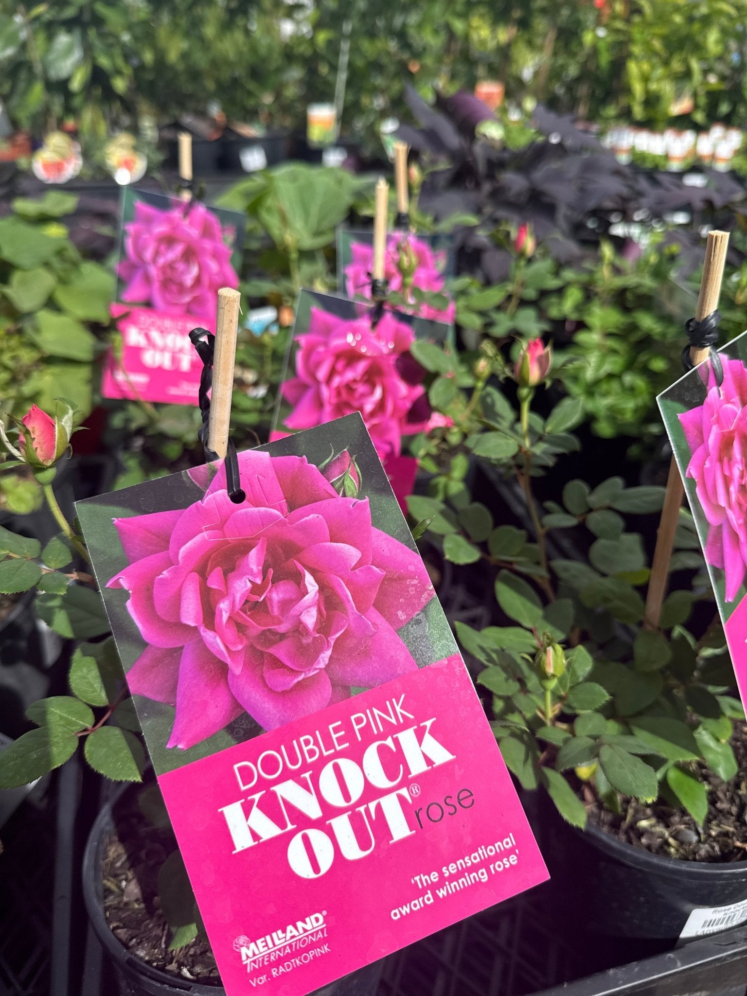 Rose Double Pink Knockout® - Ladybird Nursery