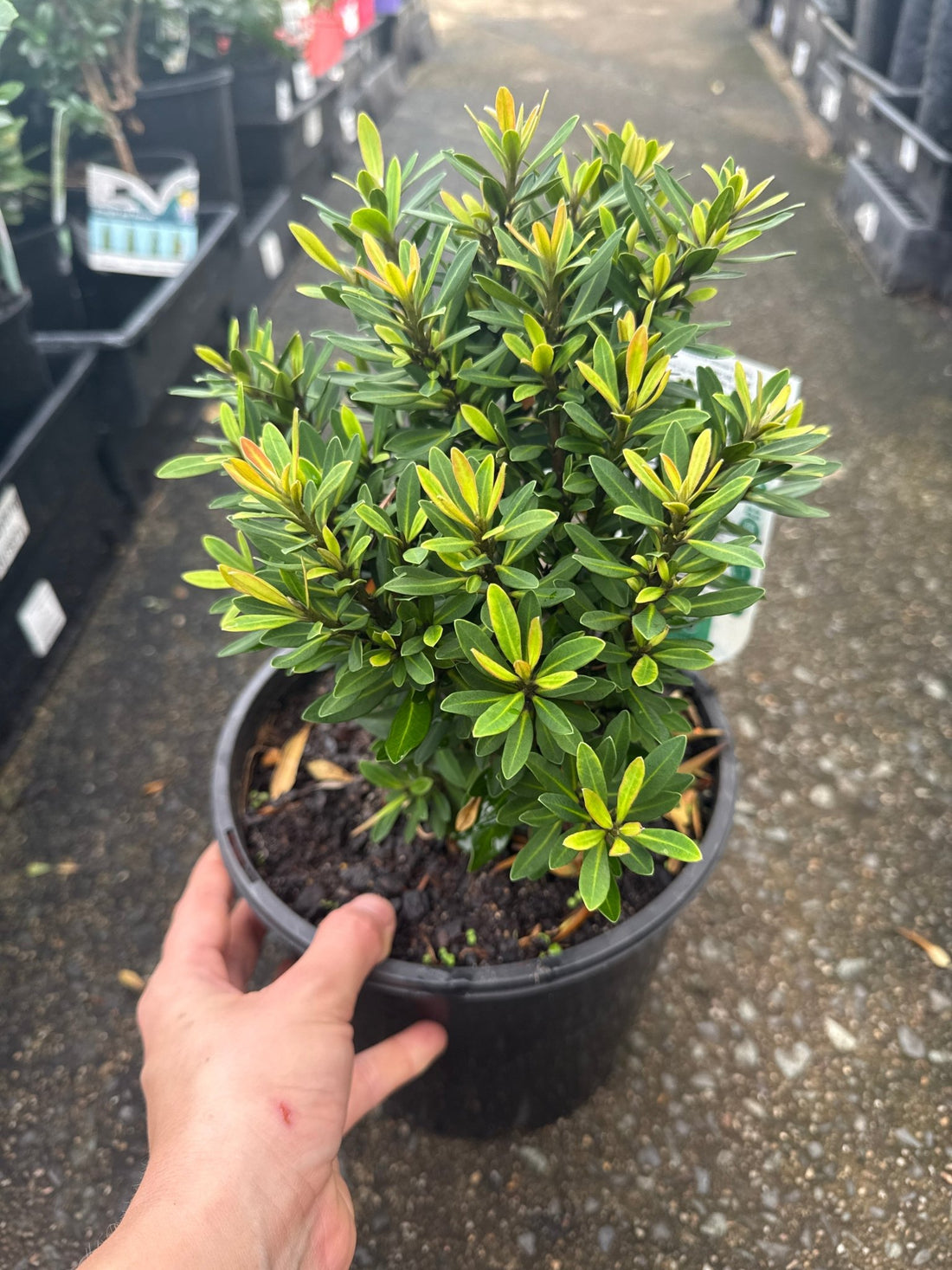 Dwarf Tristaniopsis 'Sprite' - Ladybird Nursery