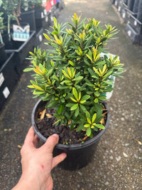 Dwarf Tristaniopsis 'Sprite' - Ladybird Nursery