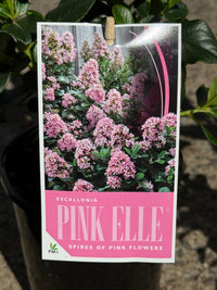 Escallonia 'Pink Elle' - Ladybird Nursery