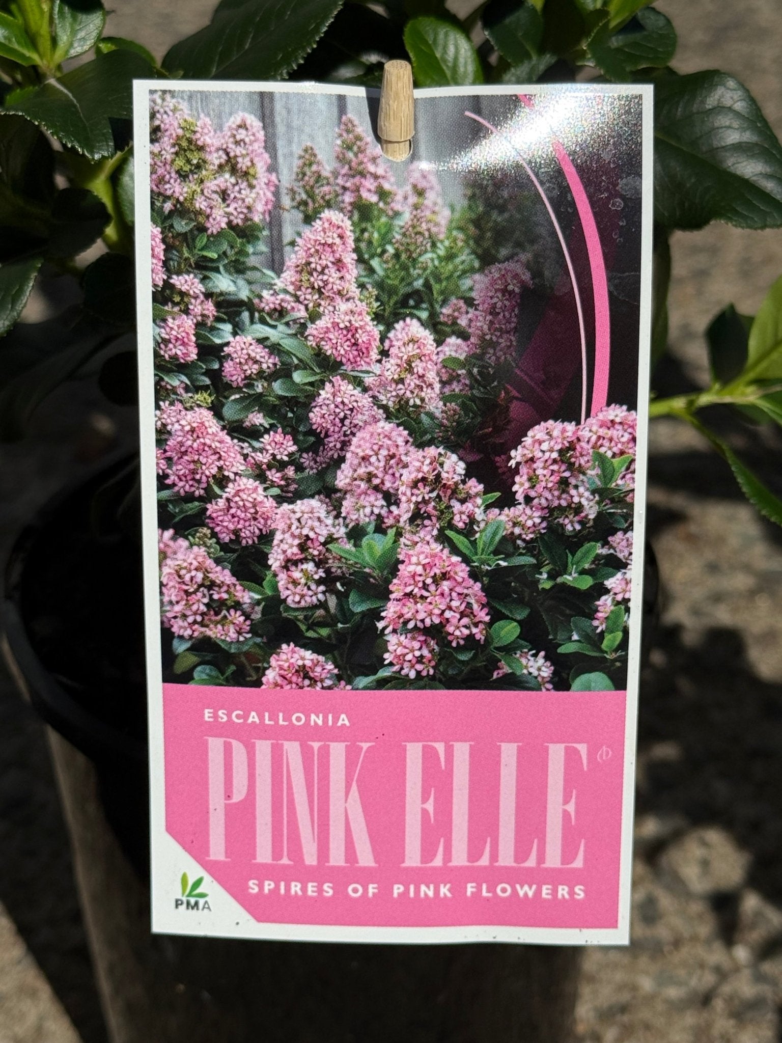 Escallonia 'Pink Elle' - Ladybird Nursery