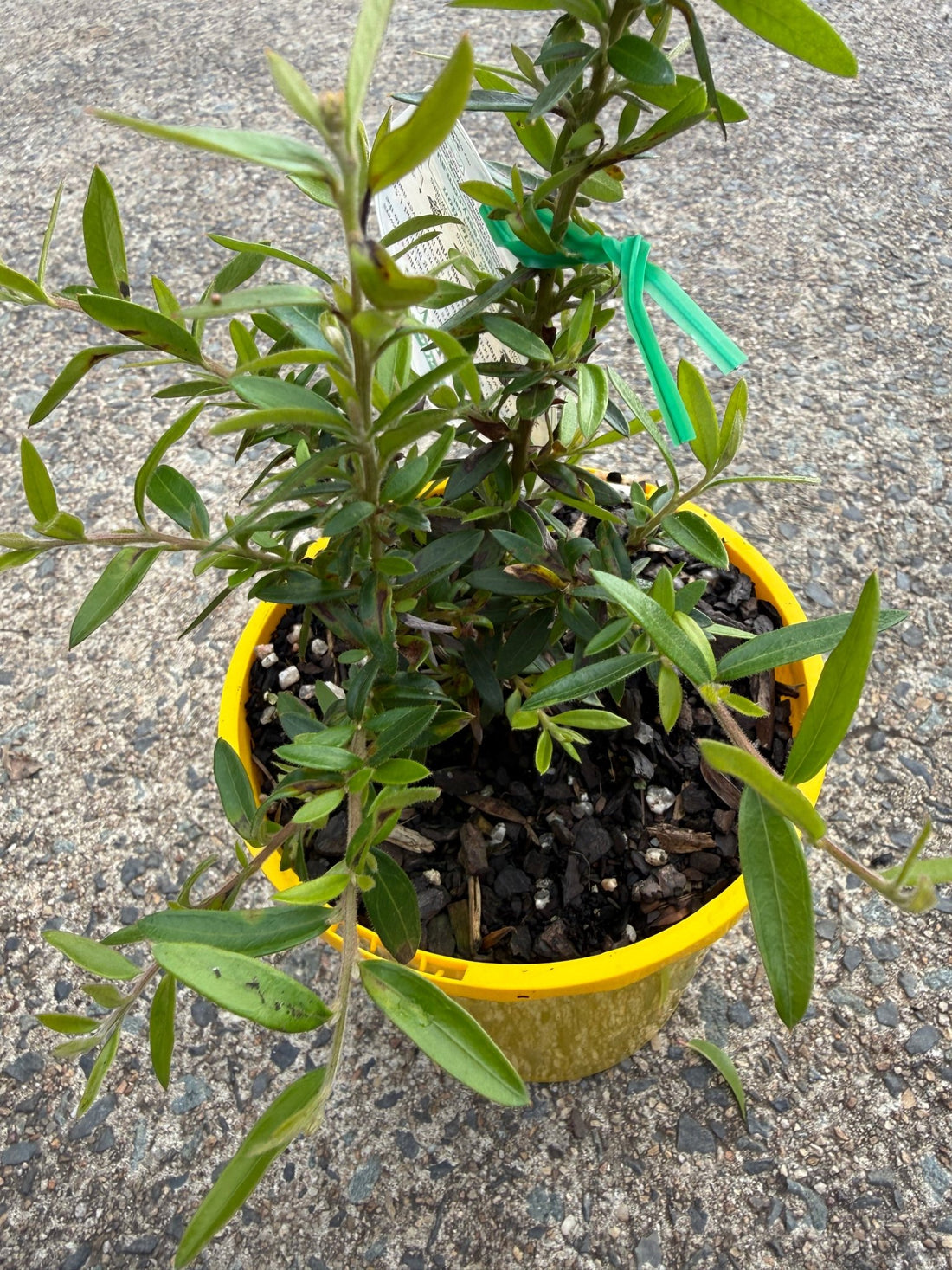 Grevillea 'Gold Fever' - Ladybird Nursery