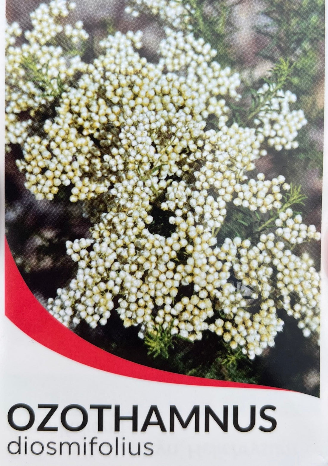 Rice Flower White (Ozothamnus diosmifolius) - Ladybird Nursery