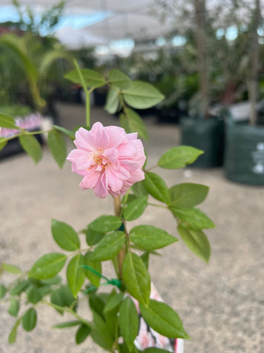Climbing Rose 'Cecile Brunner' - Ladybird Nursery
