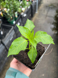 Chilli 'Anaheim' - Ladybird Nursery