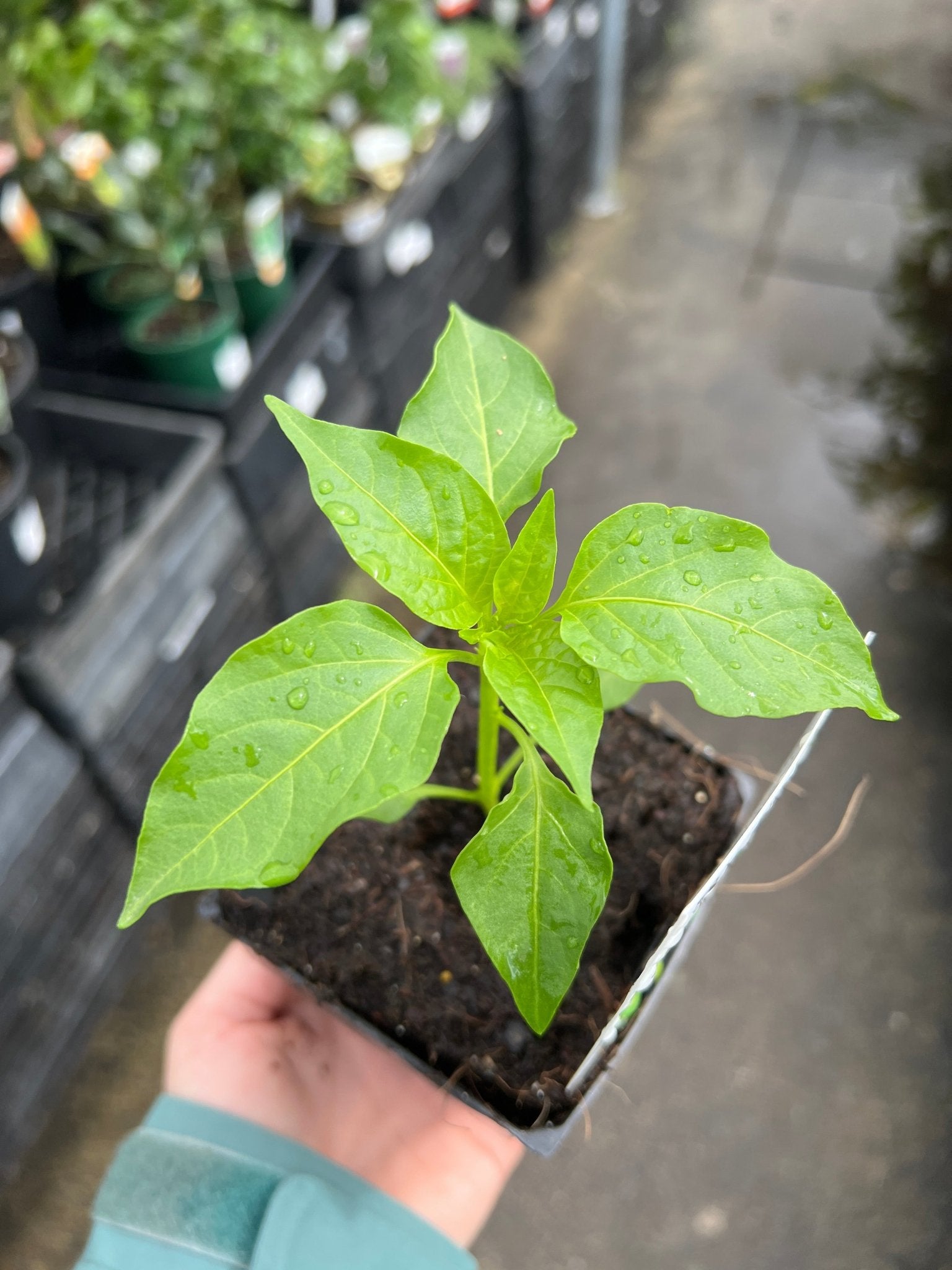 Chilli 'Anaheim' - Ladybird Nursery