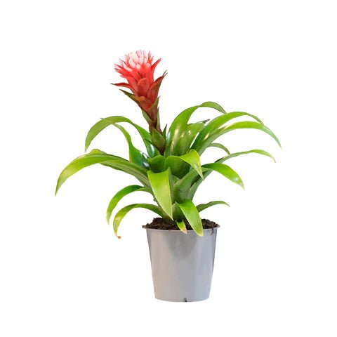 Bromeliad Assorted (Bromeliad spp.) - Ladybird Nursery