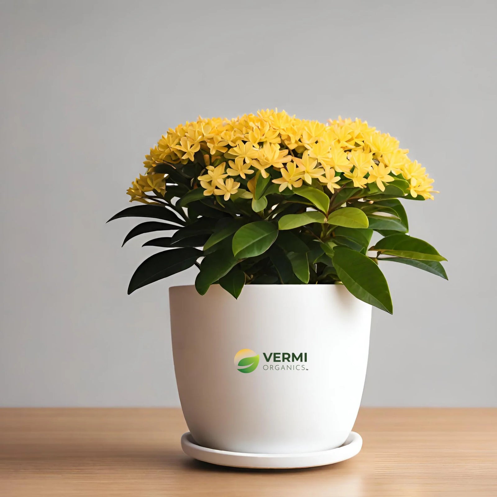 Ixora Dwarf Yellow - Ladybird Nursery